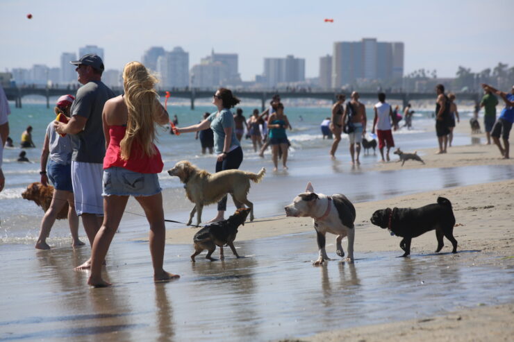 rosie's dog beach