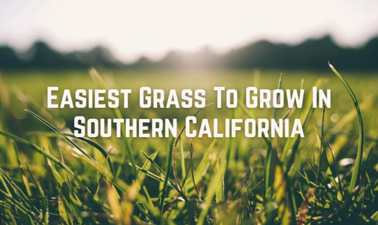 Easiest Grass To Grow In Southern California