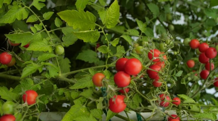 Southern California's Tomatoes