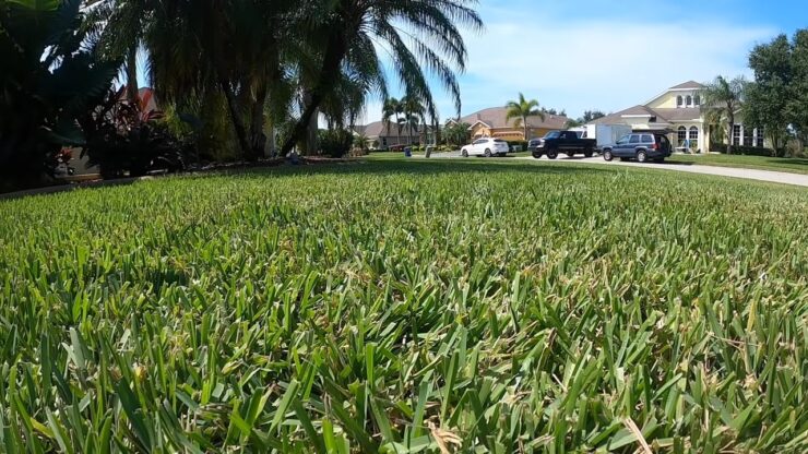 St Augustine Grass