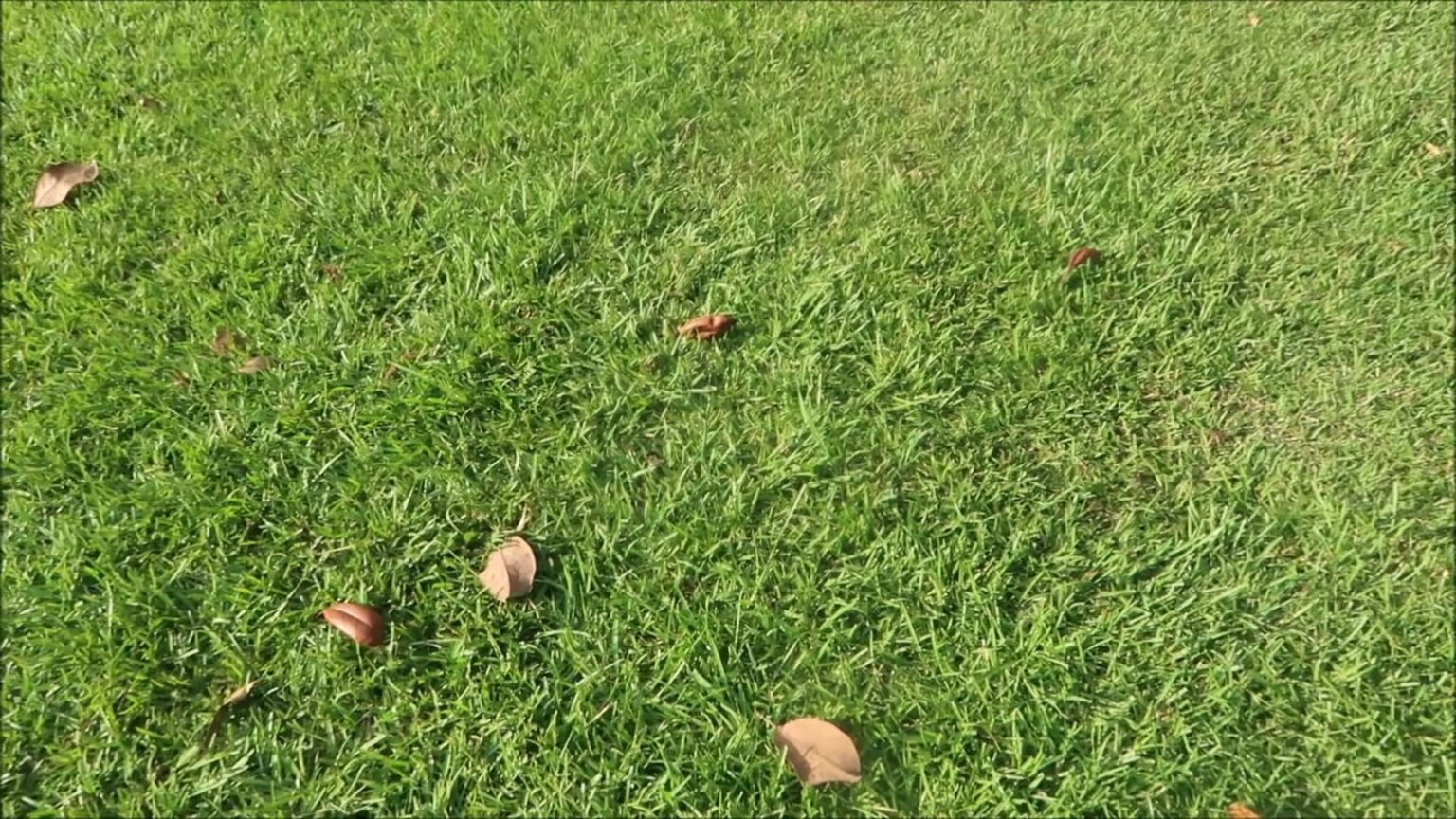 Easiest Grass To Grow In Southern California?