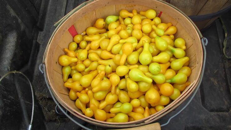 Yellow Pear Tomato