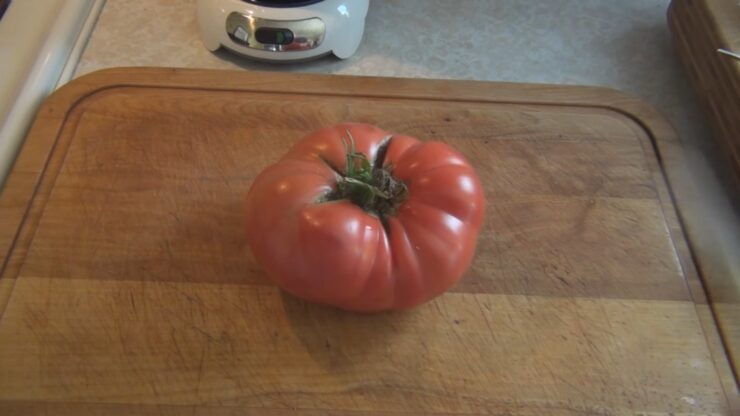 brandywine tomato