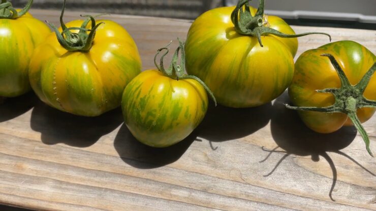 green zebra tomato